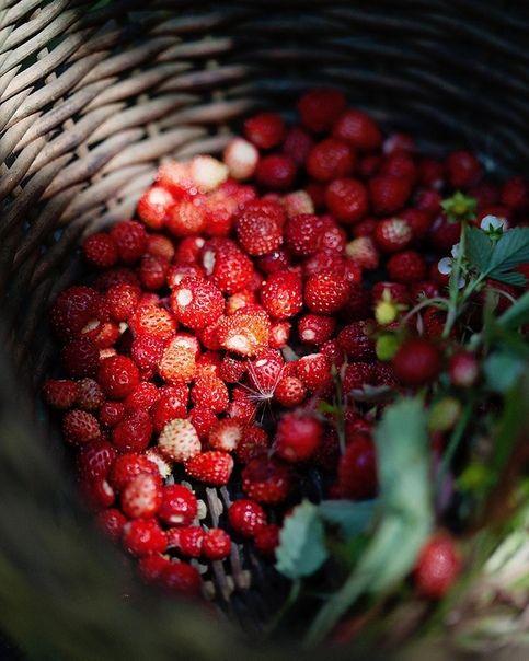 Orchard Medley: A Wholesome Freshness Fest